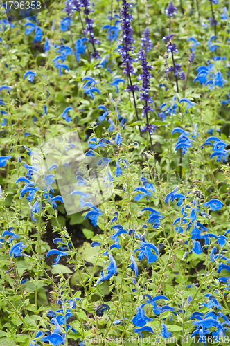 Image of Background from beautiful dark blue flowers