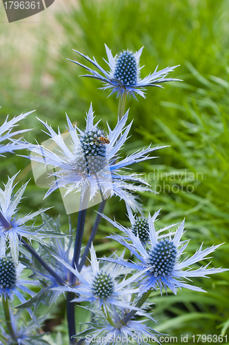 Image of twig flowering thistles , blue sea holly