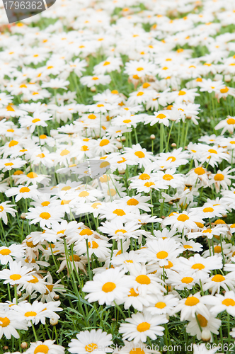 Image of Background from beautiful white camomiles