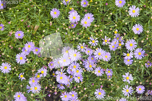Image of Background from beautiful dark blue flowers