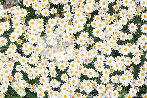 Image of Background from beautiful white camomiles