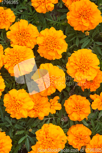 Image of Beautiful orange chrysanthemums, the top view