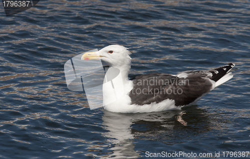 Image of Seagull