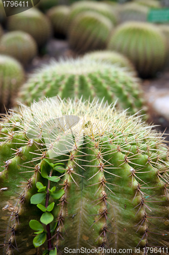 Image of cacti plants