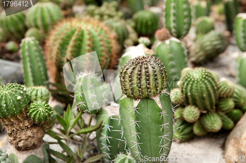 Image of cacti plants