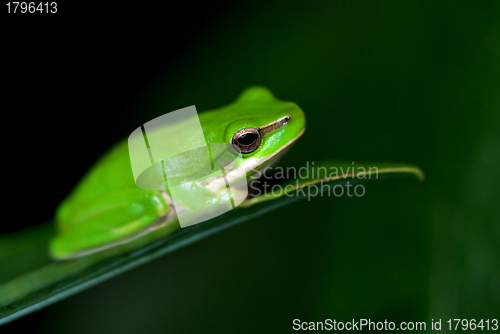 Image of little fallax frog