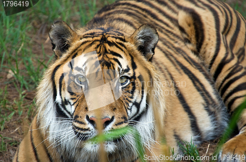 Image of sumatran tiger