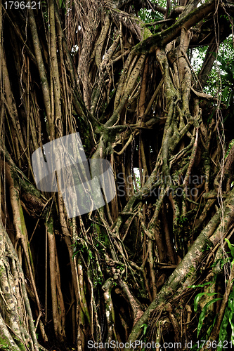 Image of tree roots