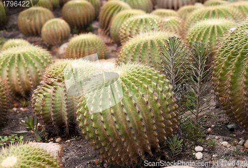 Image of cacti plants