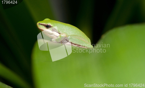 Image of green tree frog