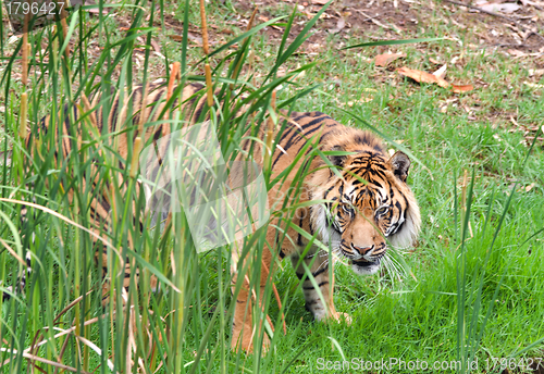 Image of sumatran tiger