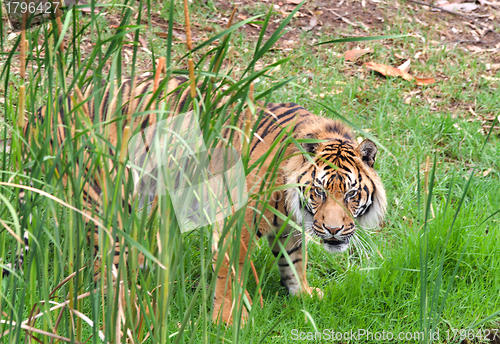Image of sumatran tiger