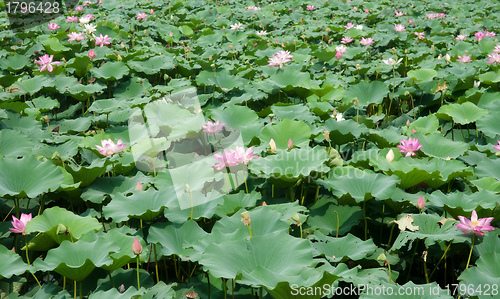 Image of water lillies