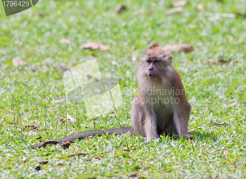 Image of macaque monkey