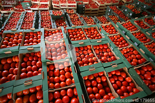 Image of Tomato