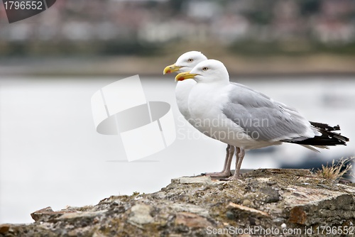 Image of Seagulls 