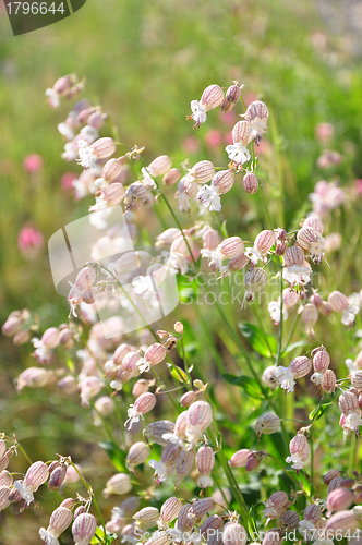 Image of Bladder campion (Silene vulgaris)