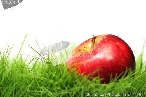 Image of Apple in the Grass