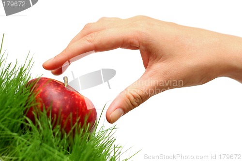 Image of Picking Apples