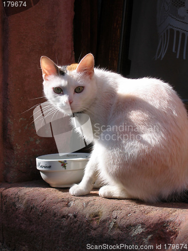 Image of white cat