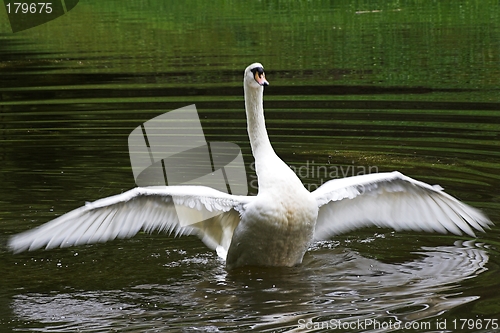 Image of swan