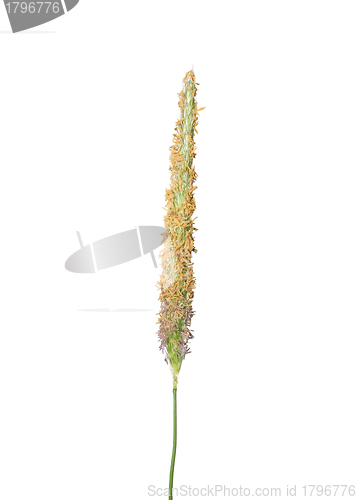 Image of Meadow foxtail (Alopecurus pratensis)