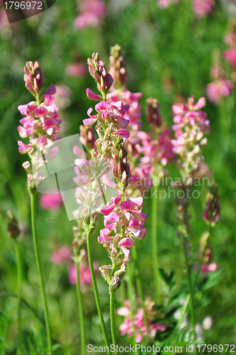 Image of Sainfoin (Onobrychis viciifolia)