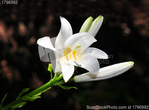 Image of Madonna lily (Lilium candidum)