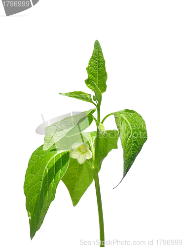 Image of Physalis flower