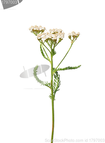 Image of Yarrow (Achillea millefolium)