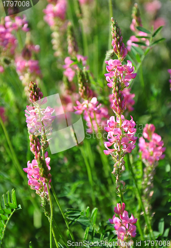 Image of Sainfoin (Onobrychis viciifolia)