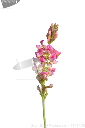 Image of Sainfoin (Onobrychis viciifolia)