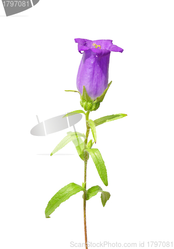 Image of Bellflower (Campanula medium)