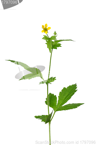 Image of Wood avens (Geum urbanum)