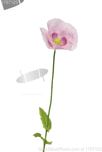 Image of Garden poppy (Papaver)