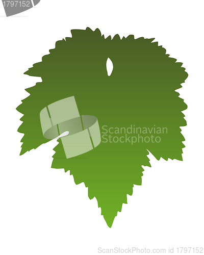 Image of Vine leaf