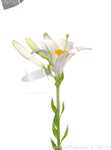 Image of Madonna lily (Lilium candidum)