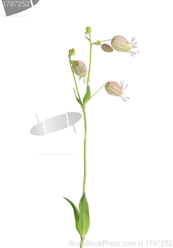 Image of Bladder campion (Silene vulgaris)