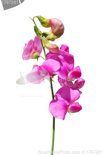 Image of Perennial peavine (Lathyrus latifolius)