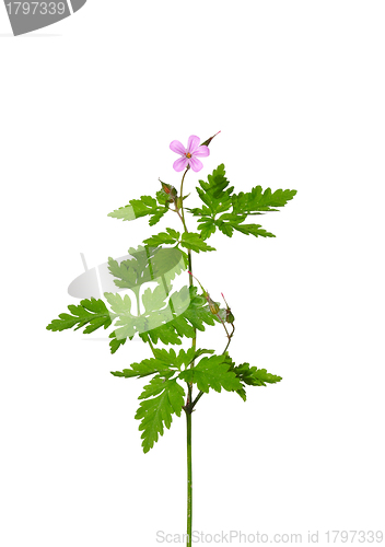 Image of Herb Robert (Geranium robertianum)