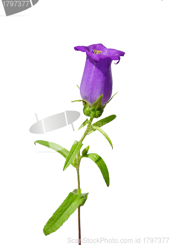 Image of Bellflower (Campanula medium)