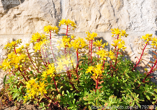 Image of Sedum flowers