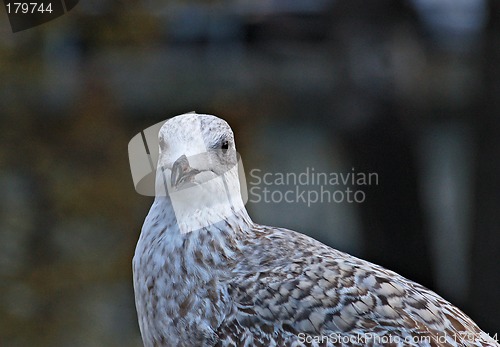 Image of Young seagull 2