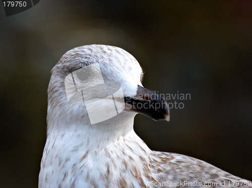 Image of Young seagull 3