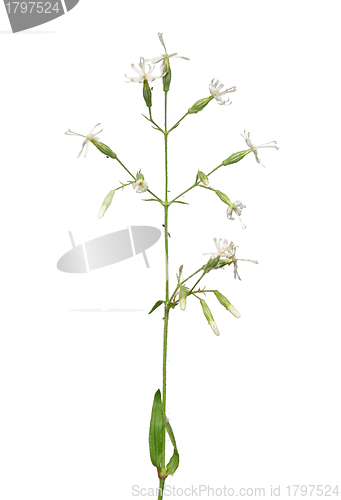 Image of Nottingham Catchfly (Silene nutans)