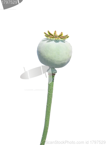 Image of Garden poppy (Papaver)