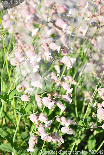 Image of Bladder campion (Silene vulgaris)