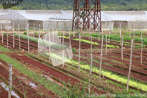 Image of Agriculture in Cuba