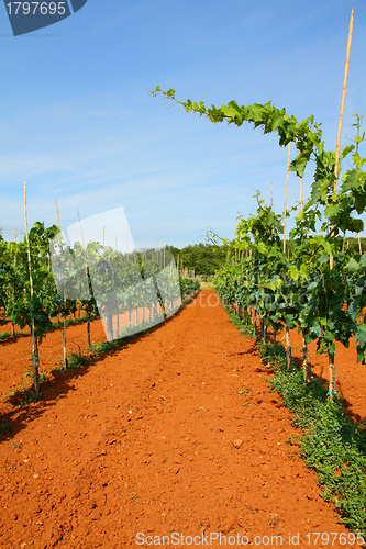 Image of Vineyard in Croatia