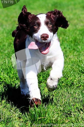 Image of Happy dog